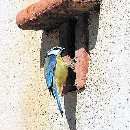 Absolut Oiseaux Hotel 2*